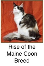 Maine Coon Cats Exposed!