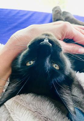 pure black maine coon cat laying on owners lap.