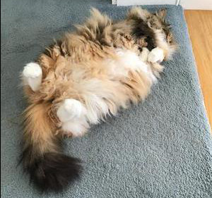 fluffy upside down large calico kitty