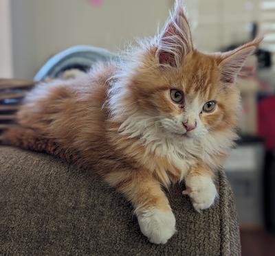 The Red Maine Coon Cat